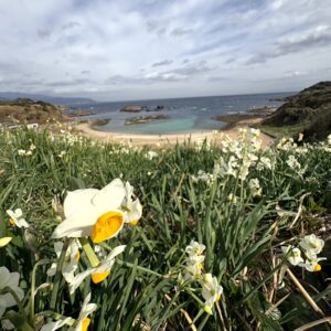 水仙,ヒガンバナ科,爪木崎,下田,ニホンズイセン,群生,