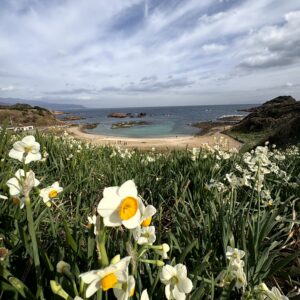 水仙,ヒガンバナ科,爪木崎,下田,ニホンズイセン,群生,