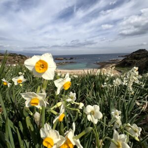 水仙,ヒガンバナ科,爪木崎,下田,ニホンズイセン,群生,
