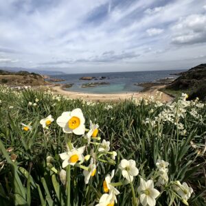 水仙,ヒガンバナ科,爪木崎,下田,ニホンズイセン,群生,