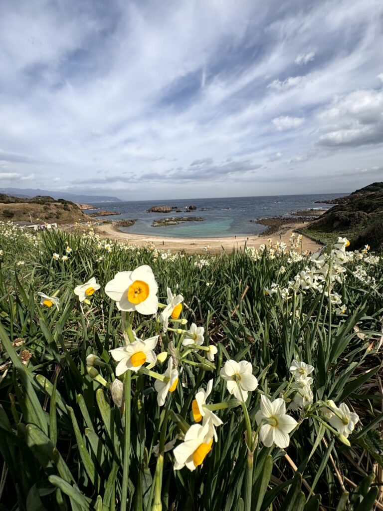 水仙,ヒガンバナ科,爪木崎,下田,ニホンズイセン,群生,