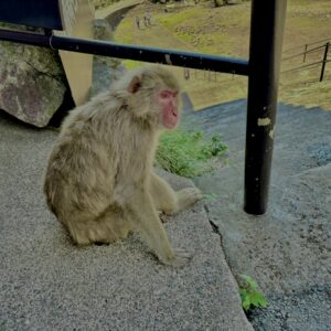 猿,波勝崎,野生動物,波勝崎モンキー,モンキー,ニホンザル,