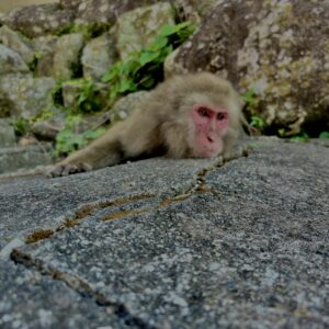 猿,波勝崎,野生動物,波勝崎モンキー,モンキー,ニホンザル,