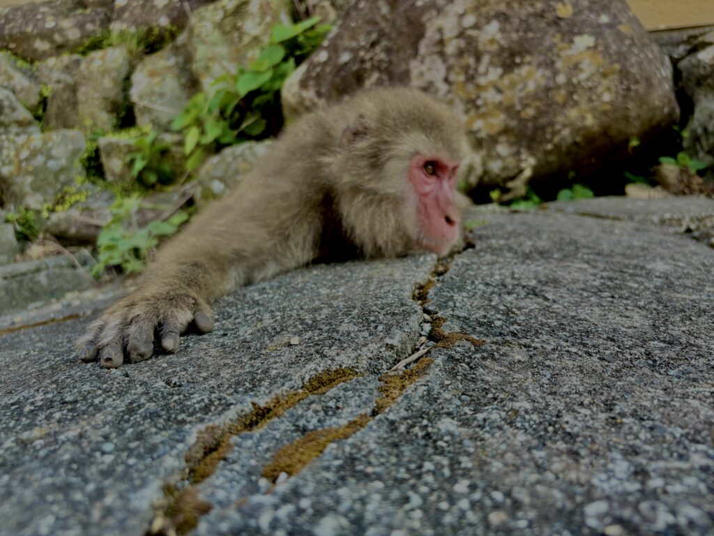 猿,波勝崎,野生動物,波勝崎モンキー,モンキー,ニホンザル,