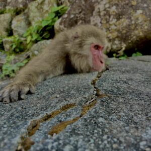 猿,波勝崎,野生動物,波勝崎モンキー,モンキー,ニホンザル,