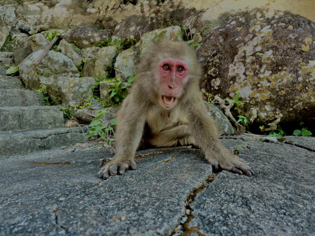 猿,波勝崎,野生動物,波勝崎モンキー,モンキー,ニホンザル,