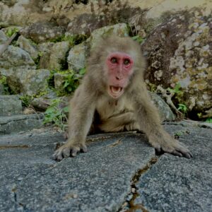 猿,波勝崎,野生動物,波勝崎モンキー,モンキー,ニホンザル,