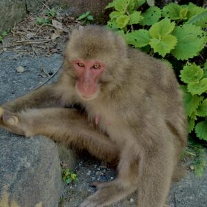 猿,波勝崎,野生動物,波勝崎モンキー,モンキー,ニホンザル,