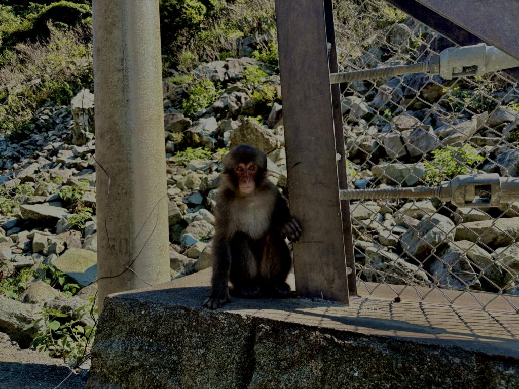 猿,波勝崎,野生動物,波勝崎モンキー,モンキー,ニホンザル,