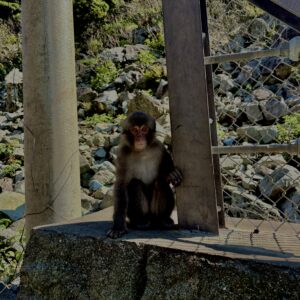 猿,波勝崎,野生動物,波勝崎モンキー,モンキー,ニホンザル,