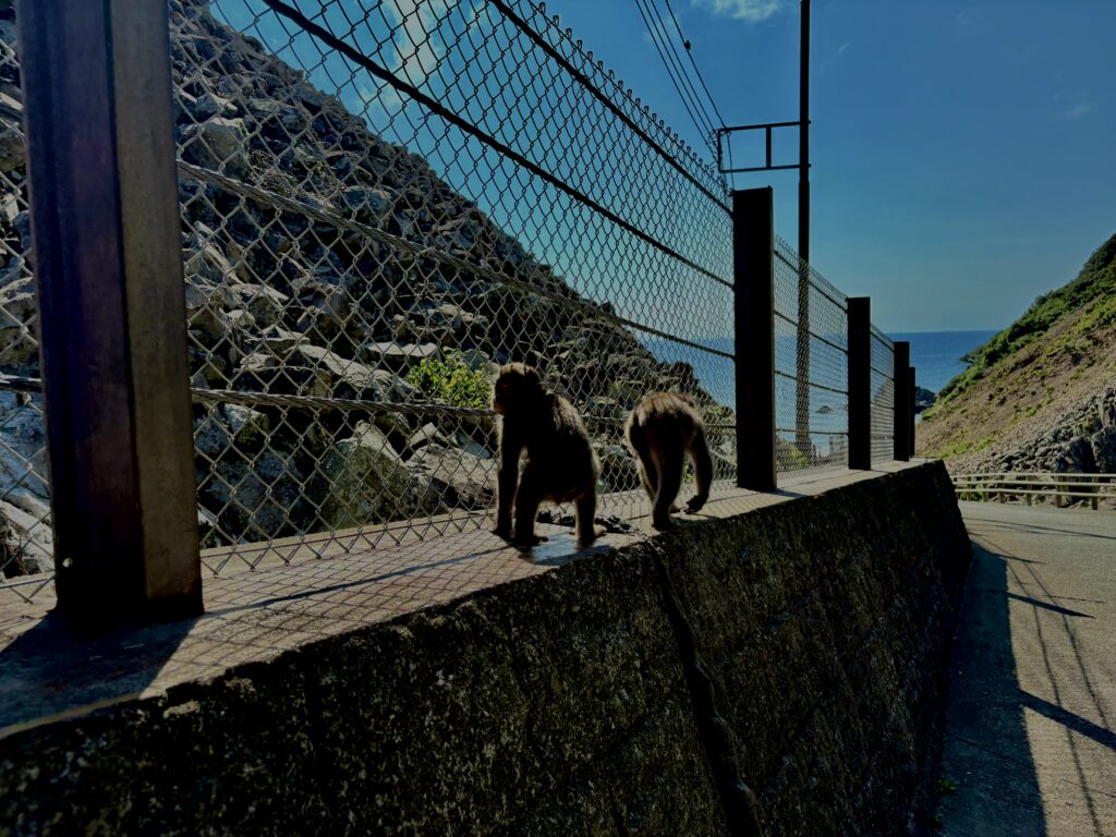 猿,波勝崎,野生動物,波勝崎モンキー,モンキー,ニホンザル,