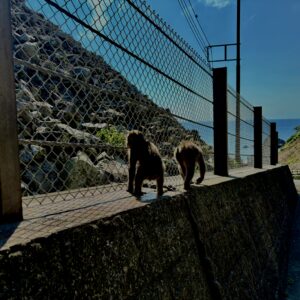 猿,波勝崎,野生動物,波勝崎モンキー,モンキー,ニホンザル,