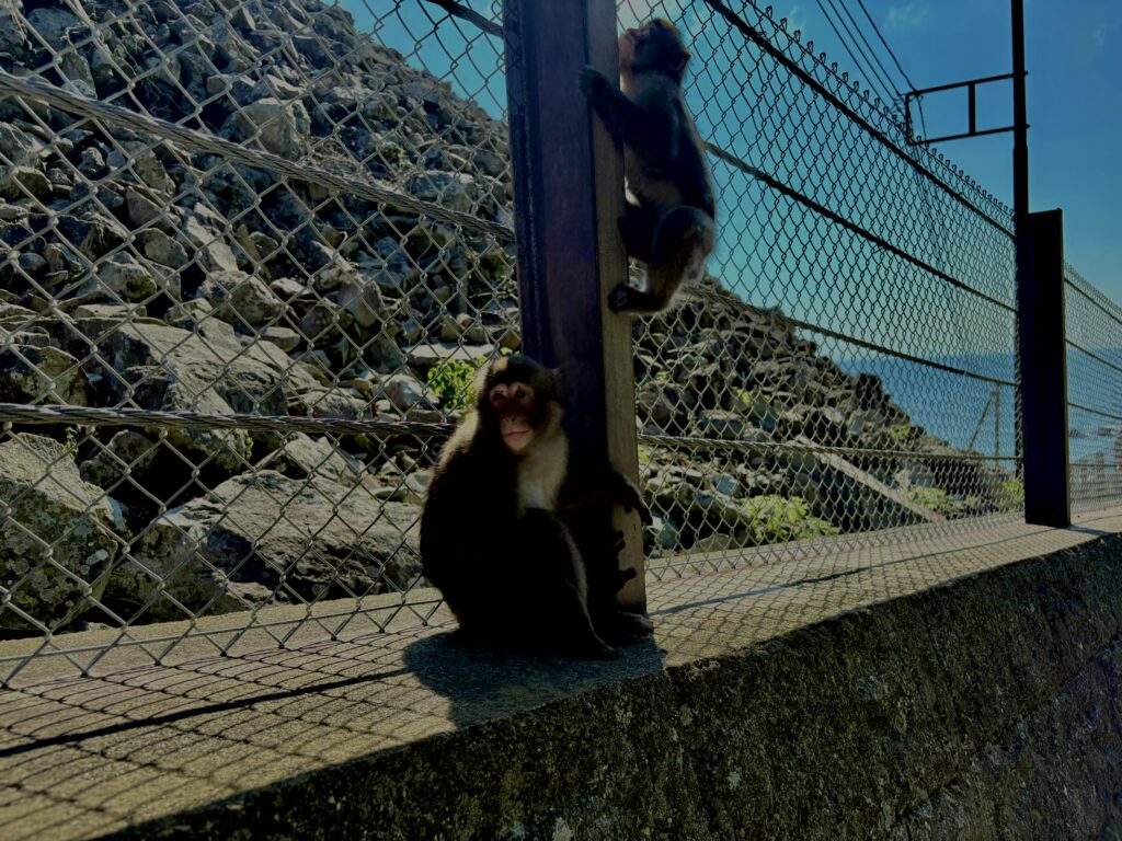 猿,波勝崎,野生動物,波勝崎モンキー,モンキー,ニホンザル,