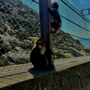 猿,波勝崎,野生動物,波勝崎モンキー,モンキー,ニホンザル,