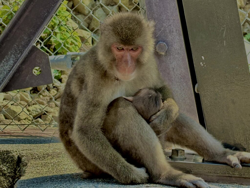 猿,波勝崎,野生動物,波勝崎モンキー,モンキー,ニホンザル,