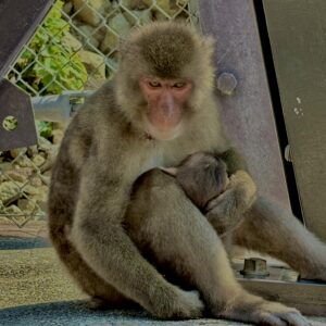 猿,波勝崎,野生動物,波勝崎モンキー,モンキー,ニホンザル,
