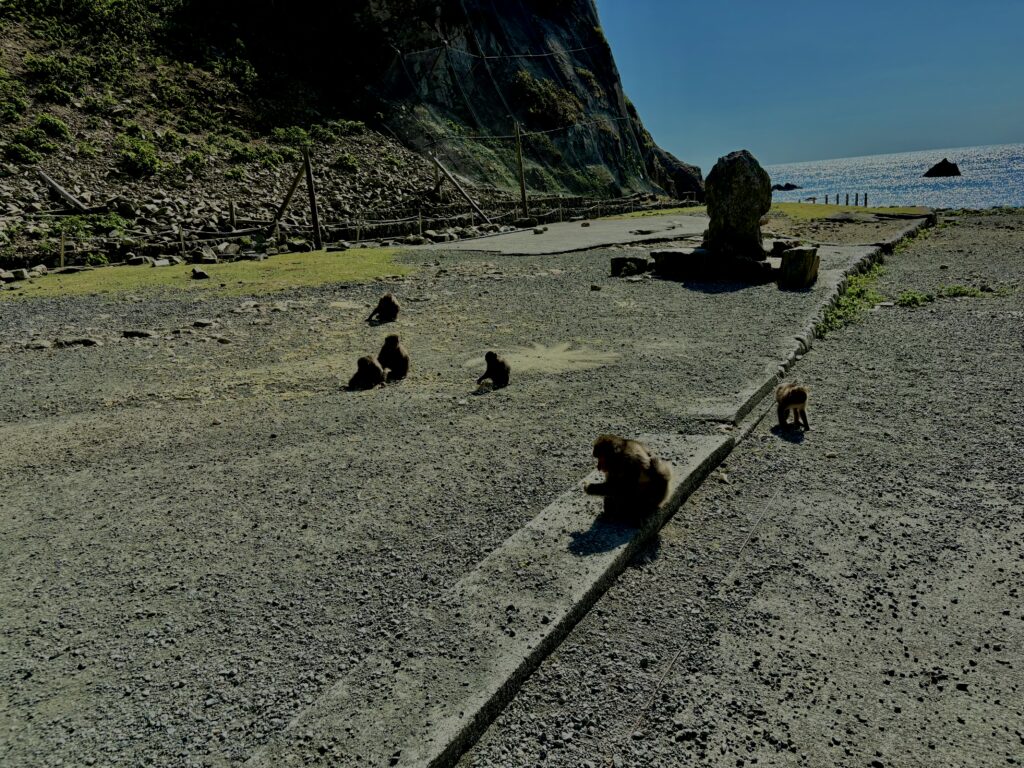 猿,波勝崎,野生動物,波勝崎モンキー,モンキー,ニホンザル,