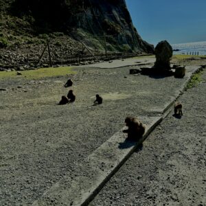 猿,波勝崎,野生動物,波勝崎モンキー,モンキー,ニホンザル,