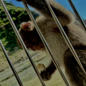 猿,波勝崎,野生動物,波勝崎モンキー,モンキー,ニホンザル,