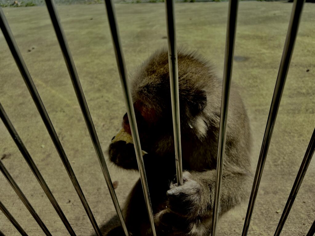 猿,波勝崎,野生動物,波勝崎モンキー,モンキー,ニホンザル,