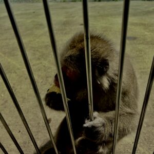 猿,波勝崎,野生動物,波勝崎モンキー,モンキー,ニホンザル,