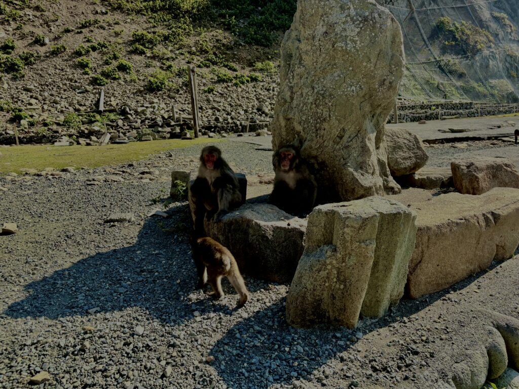 猿,波勝崎,野生動物,波勝崎モンキー,モンキー,ニホンザル,