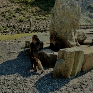 猿,波勝崎,野生動物,波勝崎モンキー,モンキー,ニホンザル,