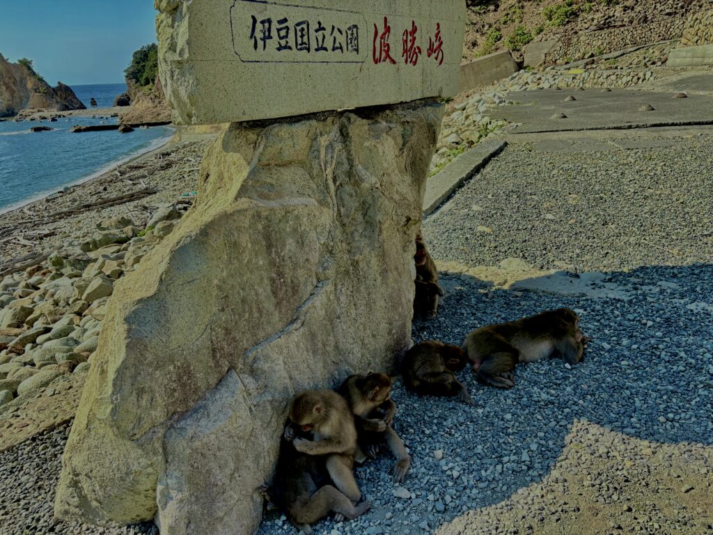 猿,波勝崎,野生動物,波勝崎モンキー,モンキー,ニホンザル,