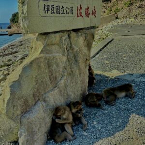 猿,波勝崎,野生動物,波勝崎モンキー,モンキー,ニホンザル,