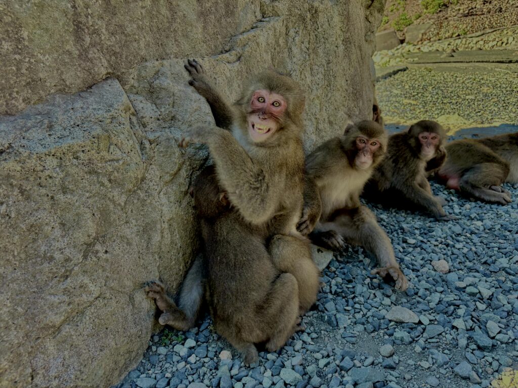 猿,波勝崎,野生動物,波勝崎モンキー,モンキー,ニホンザル,