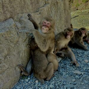 猿,波勝崎,野生動物,波勝崎モンキー,モンキー,ニホンザル,