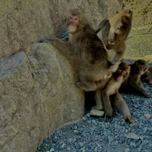 猿,波勝崎,野生動物,波勝崎モンキー,モンキー,ニホンザル,