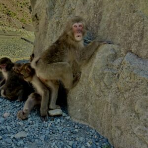 猿,波勝崎,野生動物,波勝崎モンキー,モンキー,ニホンザル,