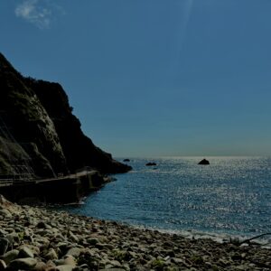 猿,波勝崎,野生動物,波勝崎モンキー,モンキー,ニホンザル,