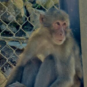 猿,波勝崎,野生動物,波勝崎モンキー,モンキー,ニホンザル,