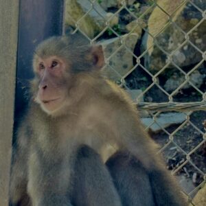 猿,波勝崎,野生動物,波勝崎モンキー,モンキー,ニホンザル,