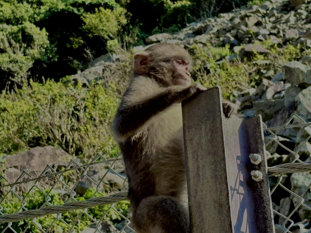 猿,波勝崎,野生動物,波勝崎モンキー,モンキー,ニホンザル,