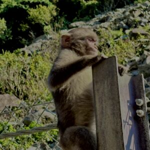 猿,波勝崎,野生動物,波勝崎モンキー,モンキー,ニホンザル,