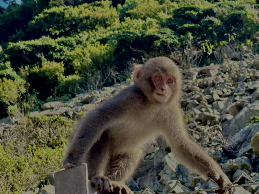 猿,波勝崎,野生動物,波勝崎モンキー,モンキー,ニホンザル,