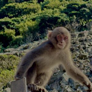 猿,波勝崎,野生動物,波勝崎モンキー,モンキー,ニホンザル,