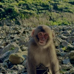 猿,波勝崎,野生動物,波勝崎モンキー,モンキー,ニホンザル,