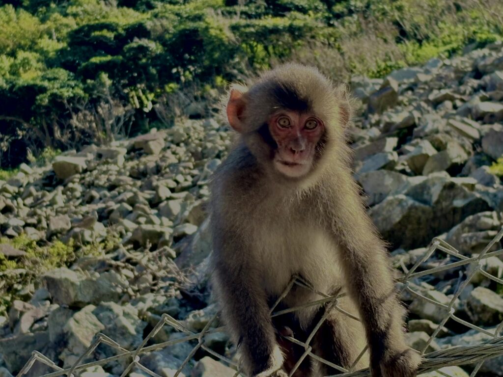 猿,波勝崎,野生動物,波勝崎モンキー,モンキー,ニホンザル,