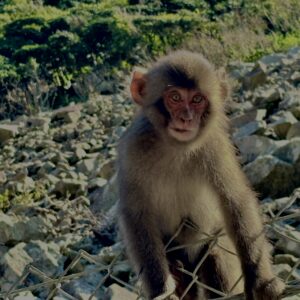 猿,波勝崎,野生動物,波勝崎モンキー,モンキー,ニホンザル,