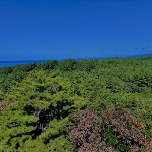 青森,八戸,風景,池,空,田舎,