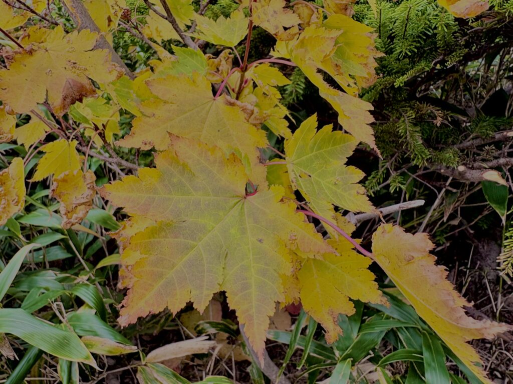 八甲田山,日本百名山,青森県,山,登山,
