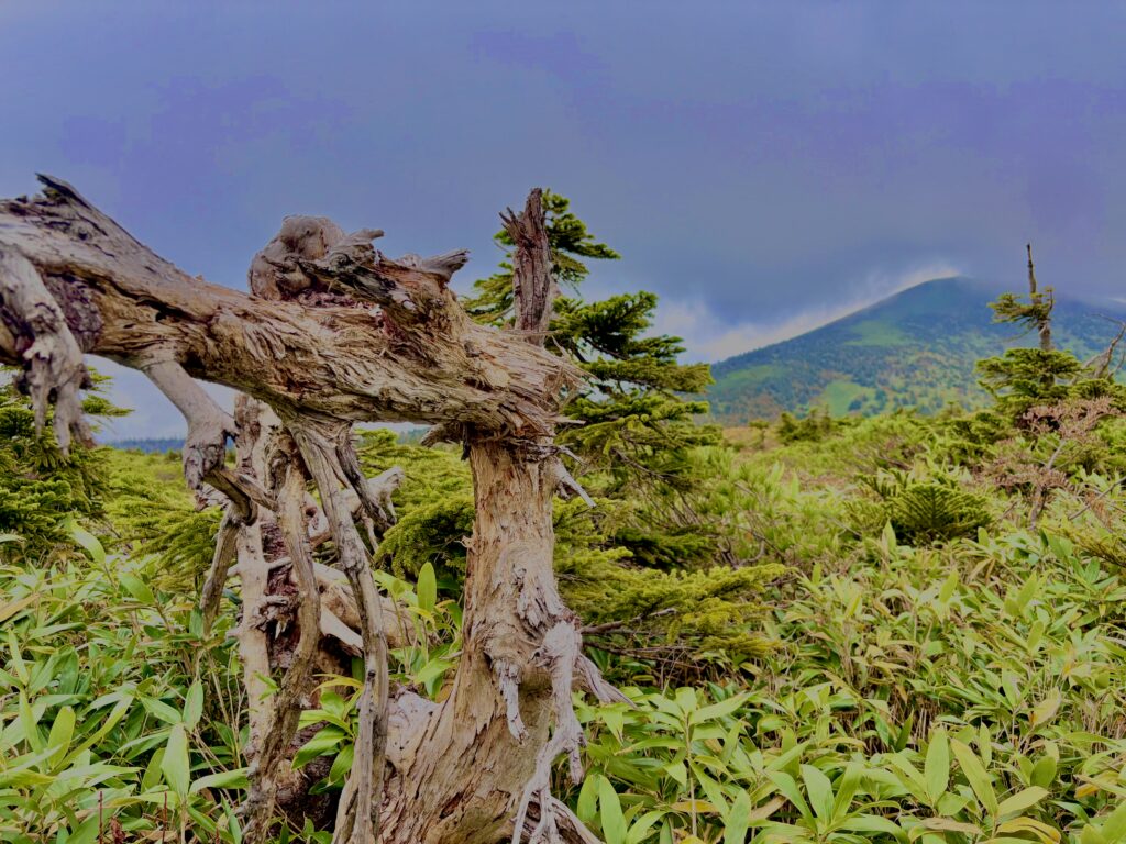 八甲田山,日本百名山,青森県,山,登山,