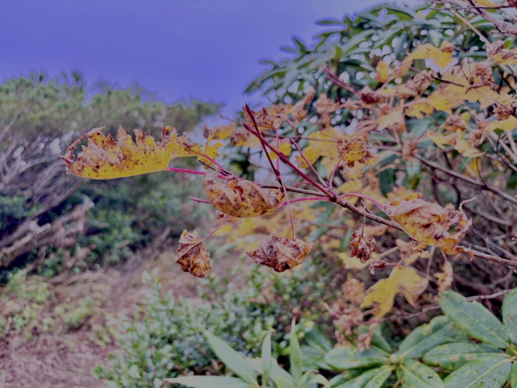 八甲田山,日本百名山,青森県,山,登山,