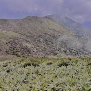 霧,濃霧,ガス,視界不良,ホワイトアウト, 八甲田山,日本百名山,青森県,山,登山,