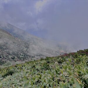 霧,濃霧,ガス,視界不良,ホワイトアウト, 八甲田山,日本百名山,青森県,山,登山,