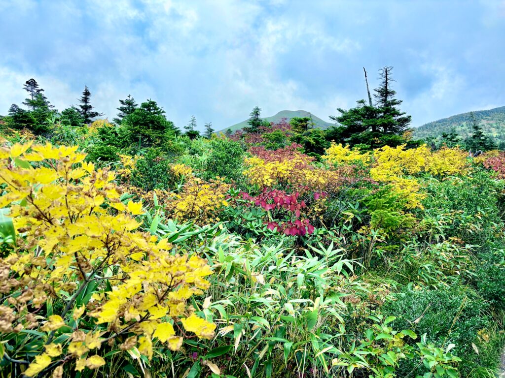 自然,風景,八甲田山,日本百名山,青森県,山,登山,